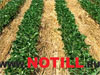      NoTill.Ru